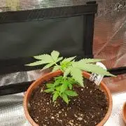 Mix-Pack Seed by Fast Buds