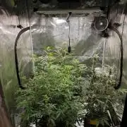 Pineapple Express Auto - Breeder Test