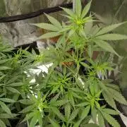 G-Nana Auto by Good Genetix