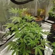 Pineapple Express Auto - Breeder Test