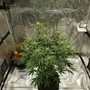 G Thumper Auto