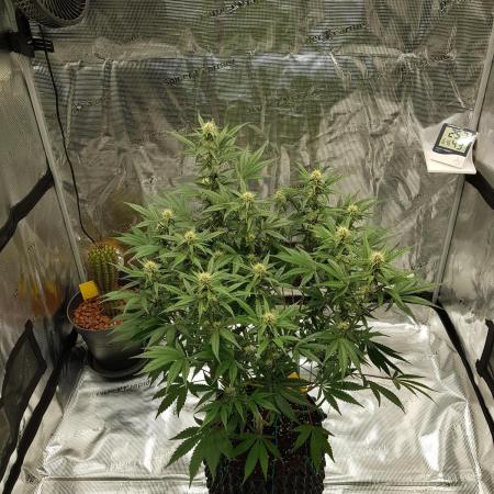 G Thumper Auto