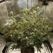 G-Thumper Auto by Good Genetix