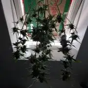 BubbleGum Auto