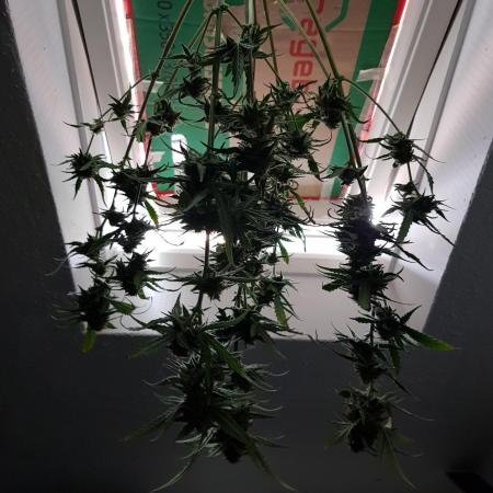 BubbleGum Auto