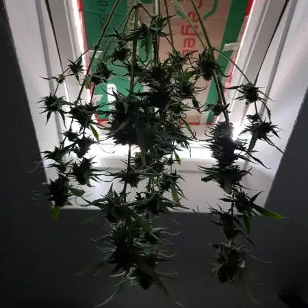 BubbleGum Auto