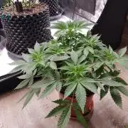 Mix-Pack Seed by Fast Buds