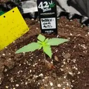 BubbleGum Auto
