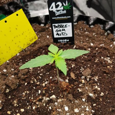 BubbleGum Auto