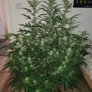 Pineapple Express Auto - Breeder Test