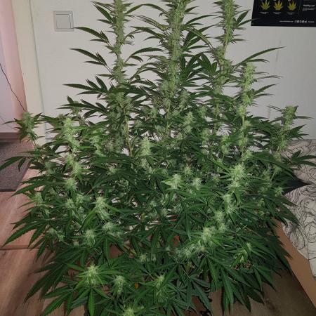 Pineapple Express Auto - Breeder Test