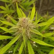 G Breath Auto