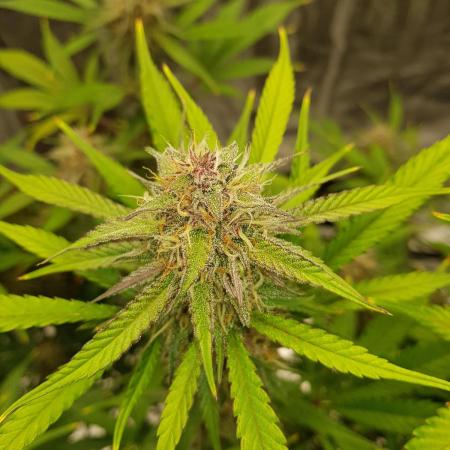G Breath Auto