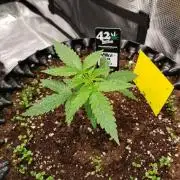 BubbleGum Auto
