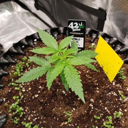 BubbleGum Auto