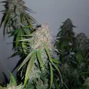 G Thumper Auto