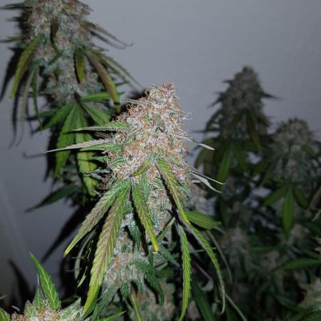 G Thumper Auto