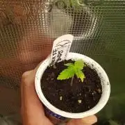 Mix-Pack Seed by Fast Buds