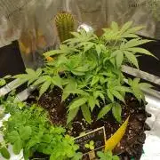 Pineapple Express Auto - Breeder Test