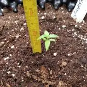 G-Thumper Auto by Good Genetix