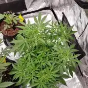 Pineapple Express Auto - Breeder Test