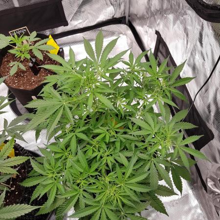 Pineapple Express Auto - Breeder Test