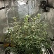 G-Thumper Auto by Good Genetix