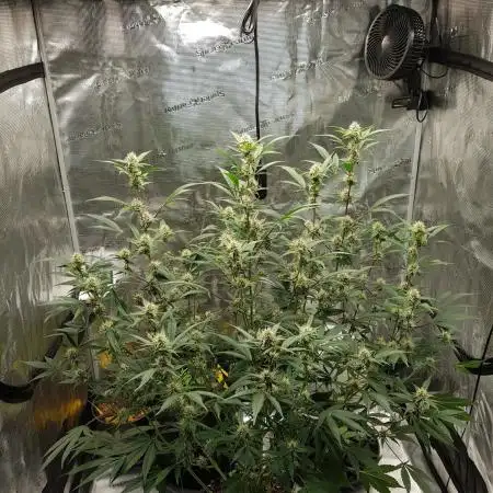 G-Thumper Auto by Good Genetix