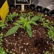 Pineapple Express Auto - Breeder Test