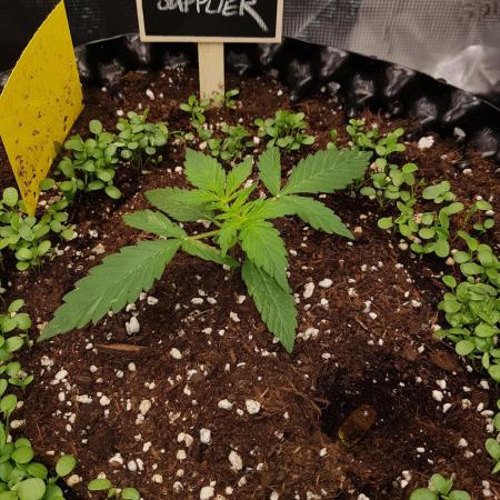 Pineapple Express Auto - Breeder Test