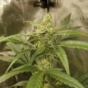 G-Nana Auto by Good Genetix