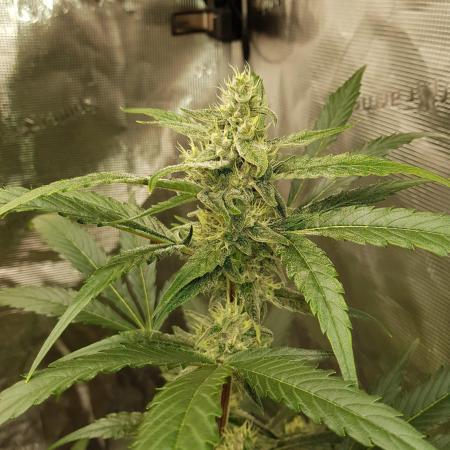 G-Nana Auto by Good Genetix