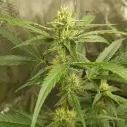 G-Nana Auto by Good Genetix