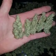 Pineapple Express Auto - Breeder Test