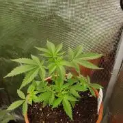 Mix-Pack Seed by Fast Buds