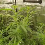 Pineapple Express Auto - Breeder Test