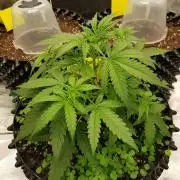 BubbleGum Auto