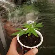 Mix-Pack Seed by Fast Buds