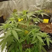 BubbleGum Auto