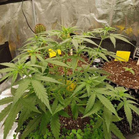 BubbleGum Auto