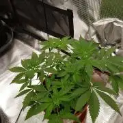 Mix-Pack Seed by Fast Buds