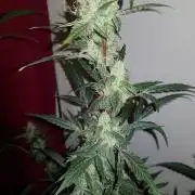 Pineapple Express Auto - Breeder Test