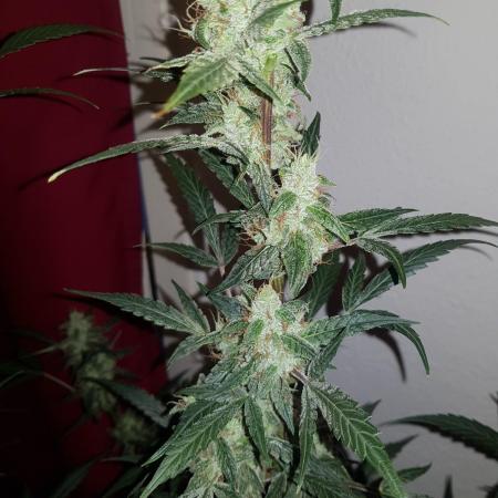 Pineapple Express Auto - Breeder Test