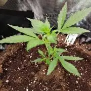 G-Thumper Auto by Good Genetix