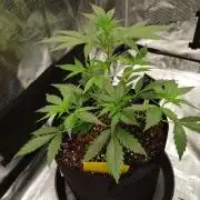G-Nana Auto by Good Genetix