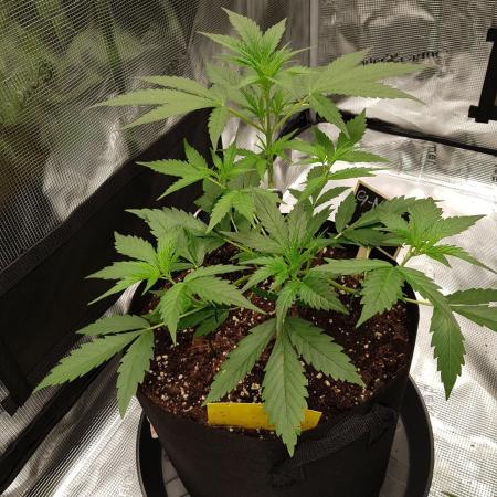 G-Nana Auto by Good Genetix