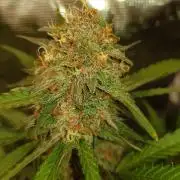 G Thumper Auto