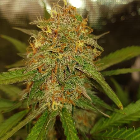 G Thumper Auto