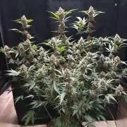 G-Thumper Auto by Good Genetix
