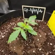 G-Nana Auto by Good Genetix